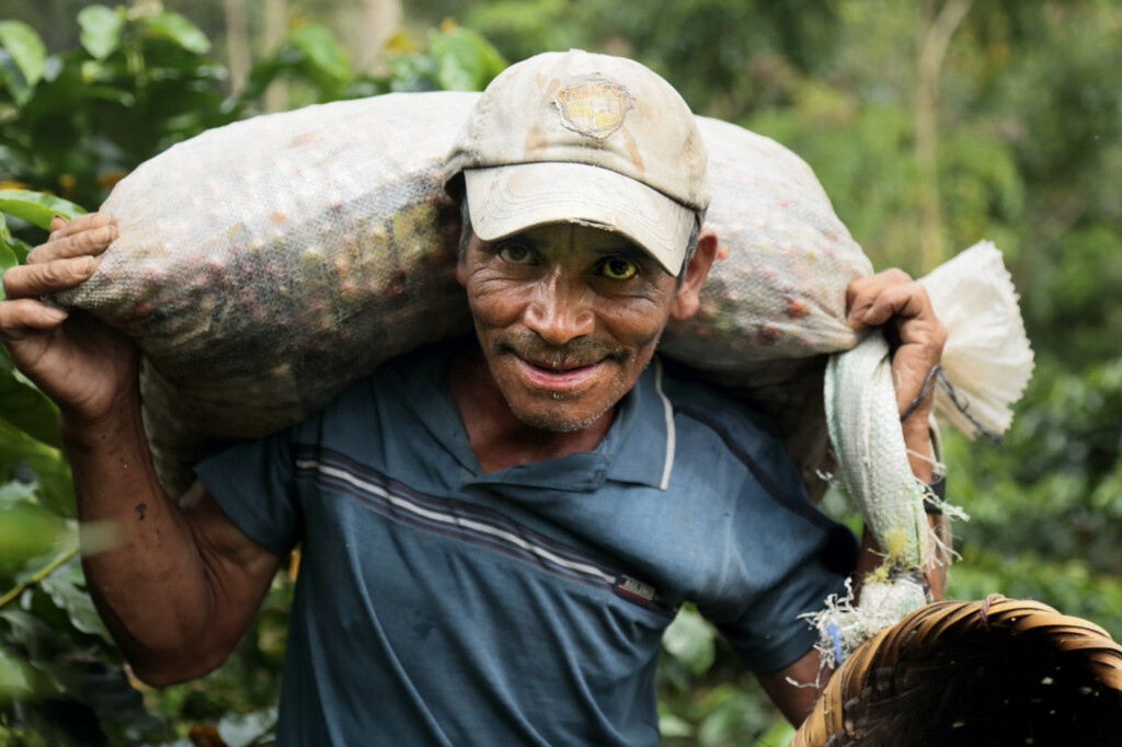 Man carrying sack of coffee beans on his shoulders